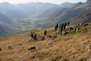 Hounds above Langdale